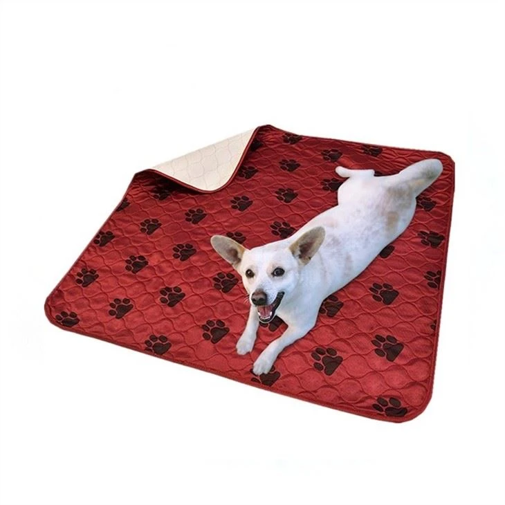 Hvordan få hunden din til å sove roligere?